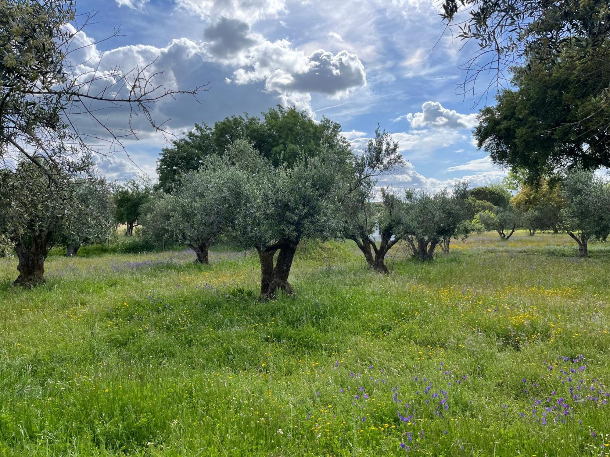 Quinta Do Faisco